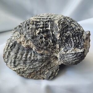 Late Cretaceous Period Exogyra Costata Extinct Oyster Fossil Large Rare North MS